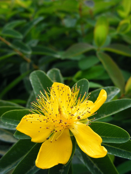 HYPERICUM INODORUM RHEINGOLD