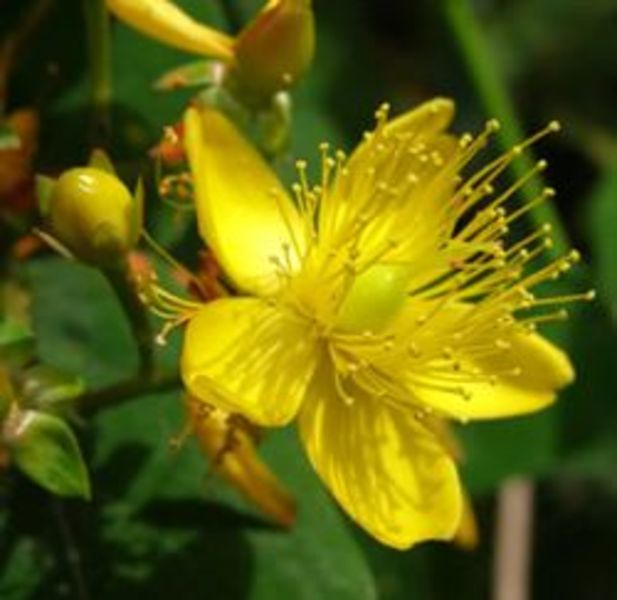 HYPERICUM KALMIANUM GEMO