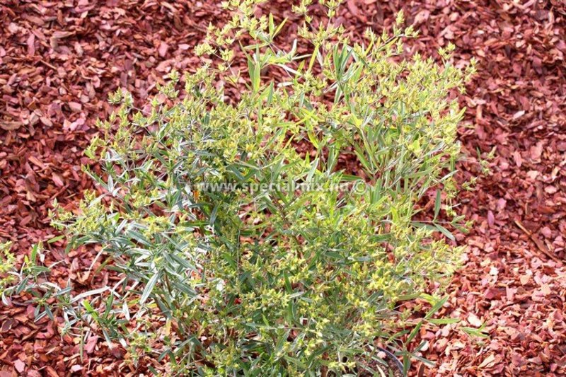 HYPERICUM KALMIANUM GEMO