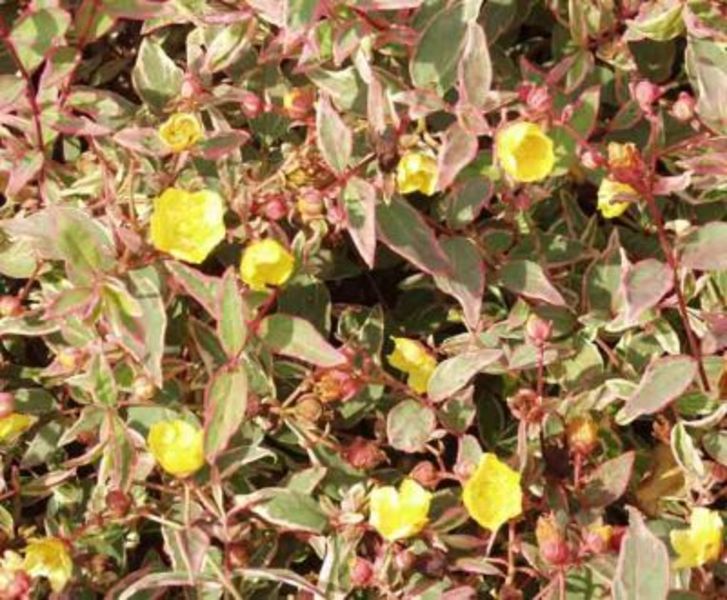 HYPERICUM MOSERIANUM TRICOLOR