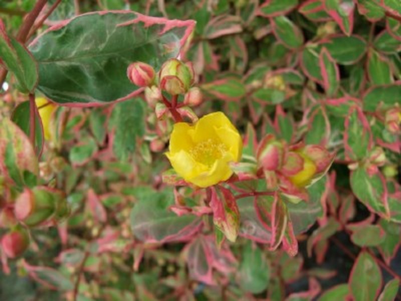 HYPERICUM MOSERIANUM TRICOLOR