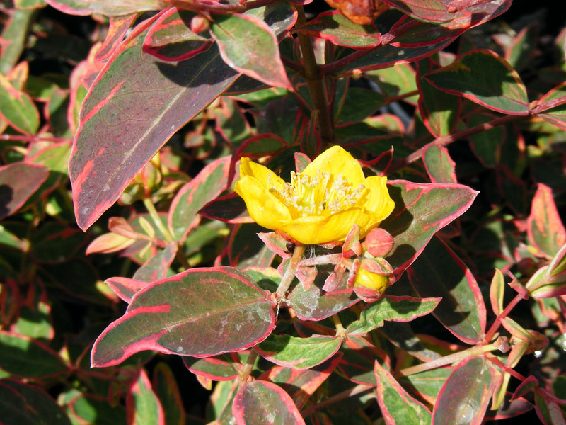 HYPERICUM MOSERIANUM TRICOLOR