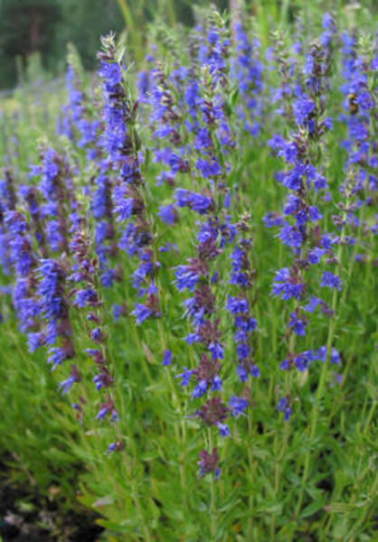 HYSSOPUS OFFICINALIS