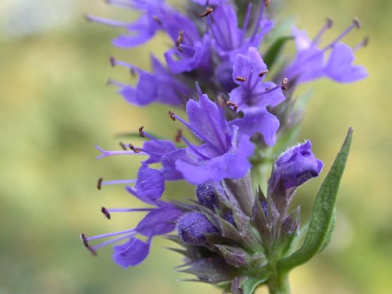 HYSSOPUS OFFICINALIS