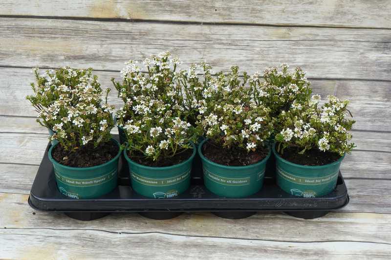 IBERIS SEMPERVIR. TAHOE