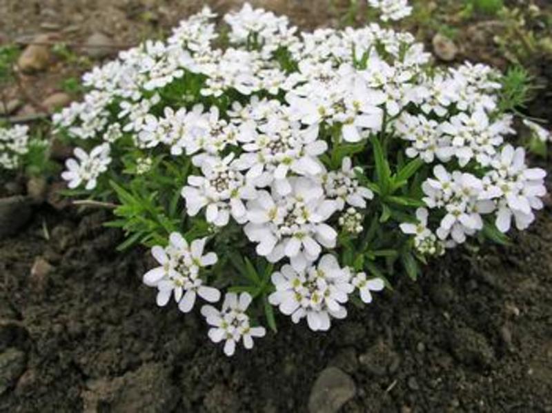 IBERIS SEMPERVIRENS