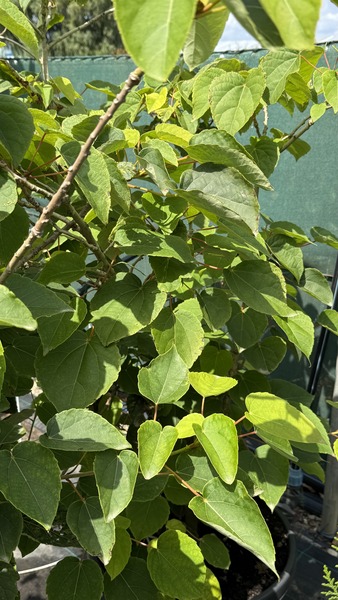 IDESIA POLYCARPA