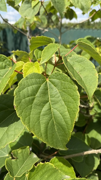 IDESIA POLYCARPA