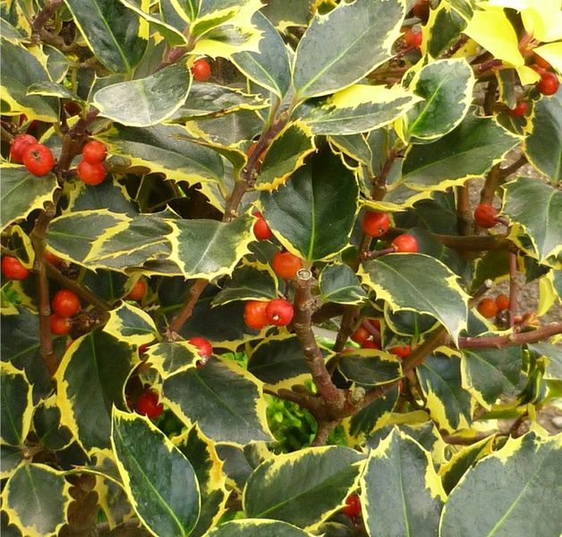 ILEX ALTACLERENSIS GOLDEN KING