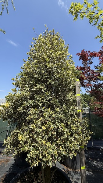 ILEX AQ. ARGENTEOMARGINATA