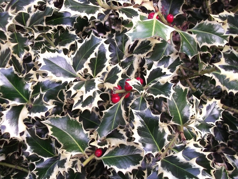 ILEX AQUIFOLIUM ARGENTEOMARG.