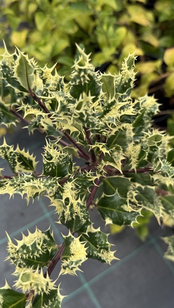 ILEX AQUIFOLIUM FEROX ARGENTEA