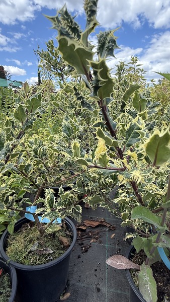 ILEX AQUIFOLIUM FEROX ARGENTEA