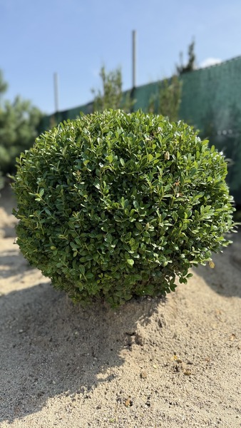 ILEX CRENATA CAROLINE UPRIGHT
