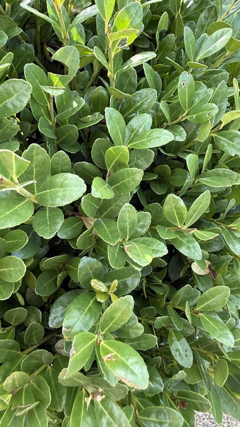 ILEX CRENATA CAROLINE UPRIGHT