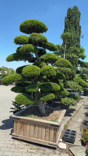 ILEX CRENATA KINME