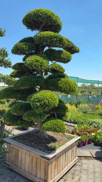 ILEX CRENATA KINME