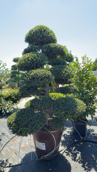 ILEX CRENATA KINME