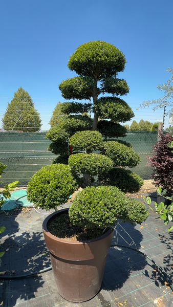 ILEX CRENATA KINME