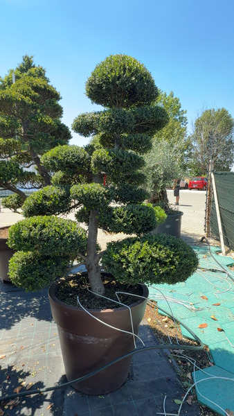 ILEX CRENATA KINME