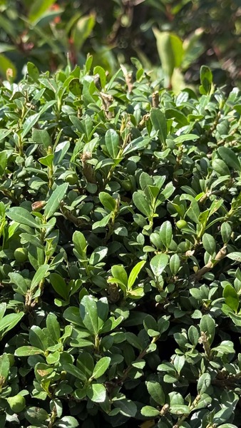 ILEX CRENATA STOKES