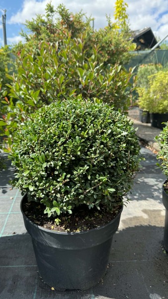 ILEX CRENATA STOKES