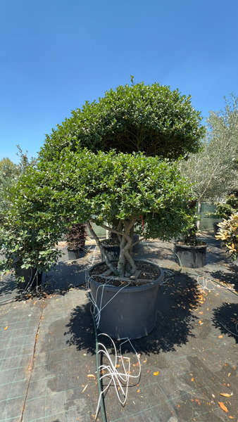 ILEX MESERVEAE BLUE ANGEL