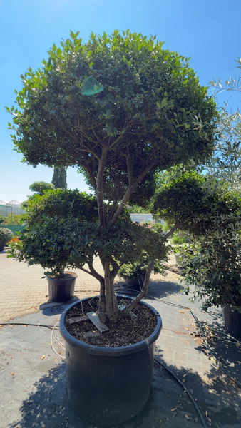 ILEX MESERVEAE BLUE ANGEL