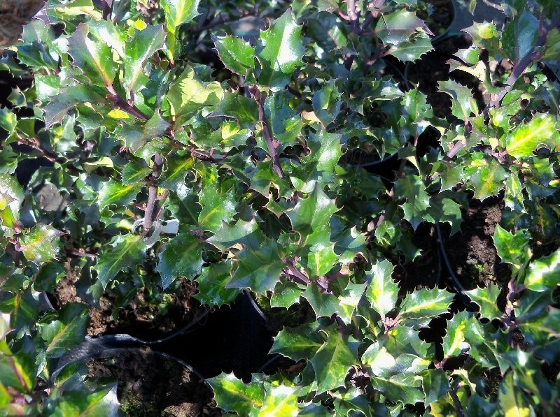 ILEX MESERVEAE BLUE EURO