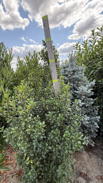 ILEX MESERVEAE HECKENSTAR