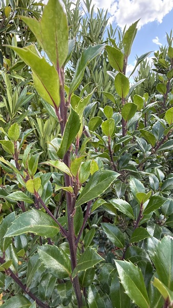 ILEX MESERVEAE HECKENSTAR