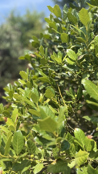 ILEX MUTCHAGARA NELLIE R. ST.