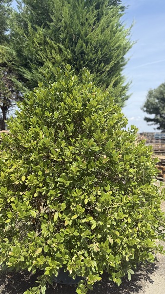 ILEX MUTCHAGARA NELLIE R. ST.