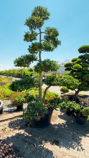 ILEX MUTCHAGARA NELLIE R. ST.