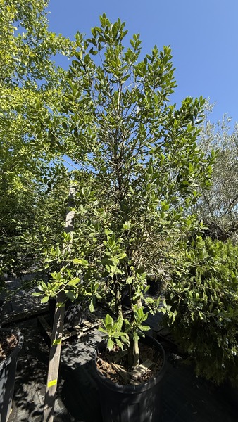 ILEX MUTCHAGARA NELLIE R. ST.
