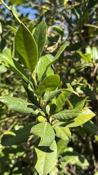 ILEX MUTCHAGARA NELLIE R. ST.