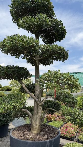 ILEX MUTCHAGARA NELLIE R. ST.