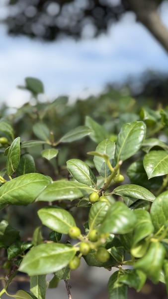 ILEX MUTCHAGARA NELLIE R. ST.