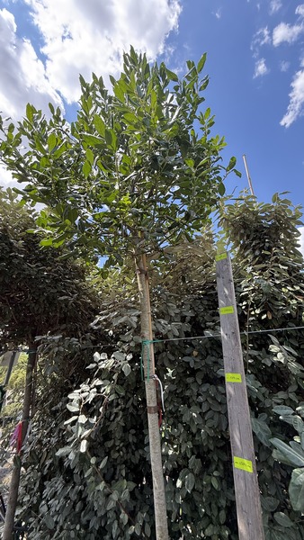 ILEX MUTCHAGARA NELLIE R. ST.