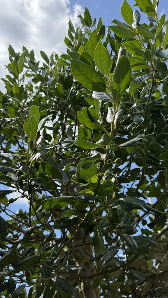 ILEX MUTCHAGARA NELLIE R. ST.