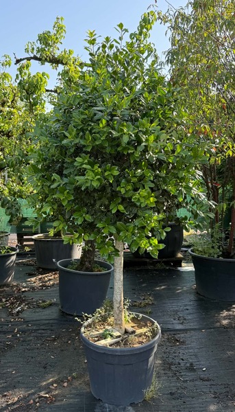 ILEX MUTCHAGARA NELLIE R. ST.