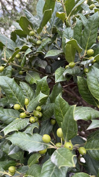 ILEX MUTCHAGARA NELLIE R. ST.