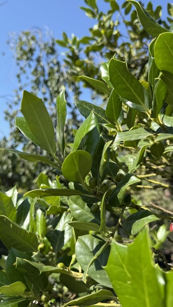 ILEX MUTCHAGARA NELLIE R. ST.