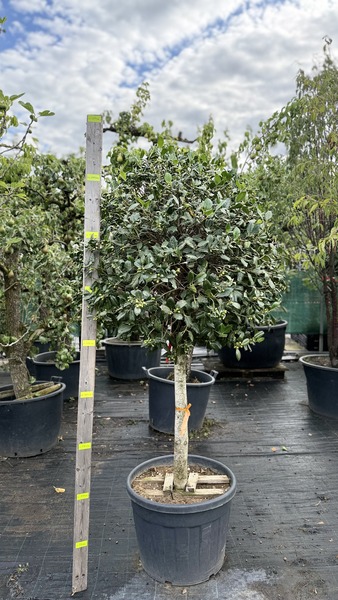 ILEX MUTCHAGARA NELLIE R. ST.