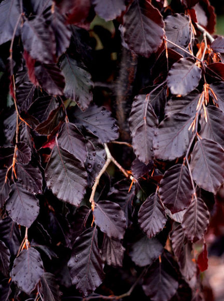 FAGUS SYLVATICA BLACK SWAN