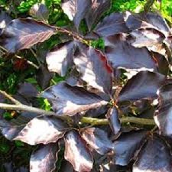 FAGUS SYLVATICA RIVERSII