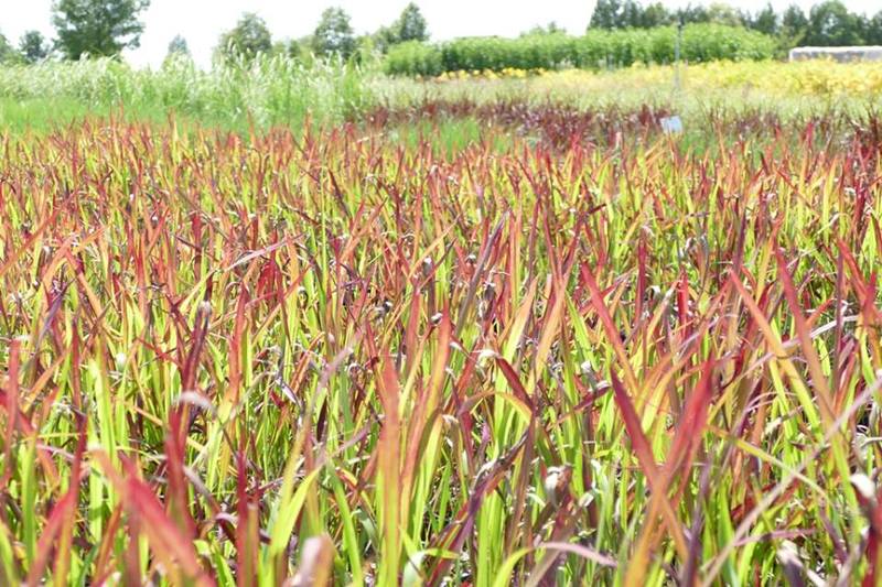 IMPERATA CYLINDRICA RED BARON
