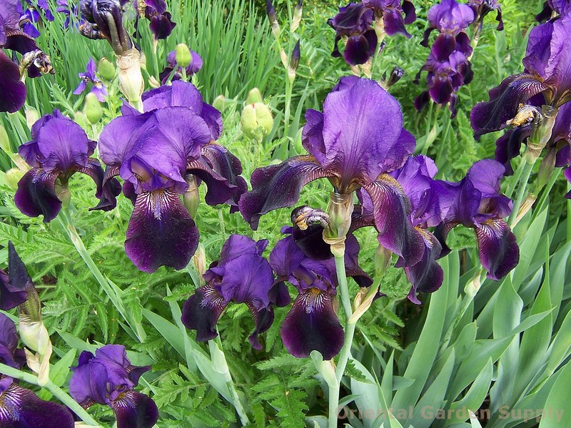 IRIS GERMANICA MIX