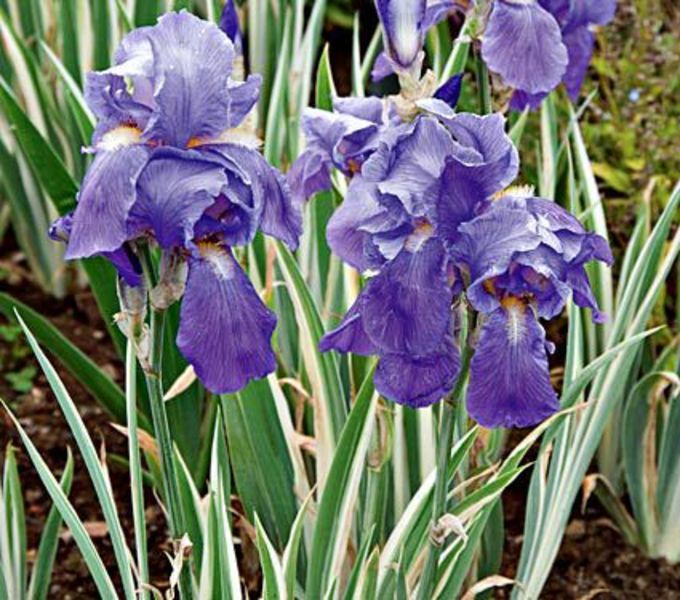 IRIS PALLIDA VARIEGATA
