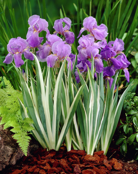 IRIS PALLIDA VARIEGATA
